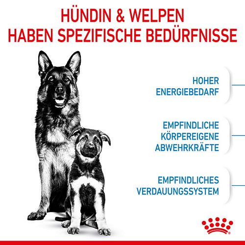 Royal Canin MAXI Starter für tragende Hündin und Welpen großer Rassen Bedürfnisse