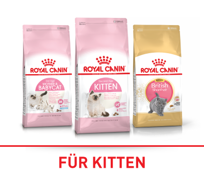 Royal Canin für Kitten Royal Canin für Kitten