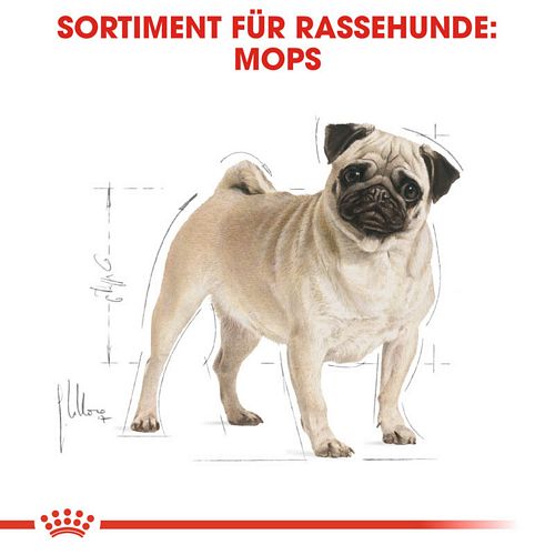 Royal Canin Pug Adult Trockenfutter für Hunde