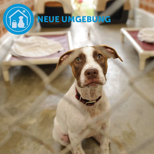 ADAPTIL® Calm Halsband - Anti Stress Erziehungshalsband für kleine Hunde