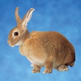 Halskragen für Nager – 5 cm
