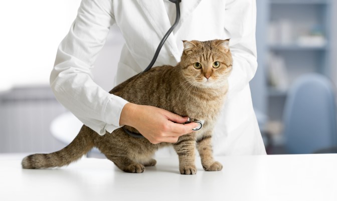 Katzengesundheit Katzengesundheit