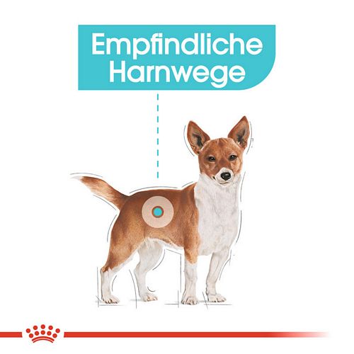 Hund mit empfindlichen  Harnwegen