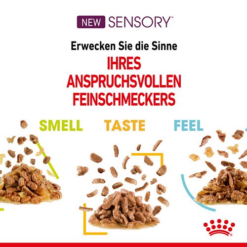 Royal Canin SENSORY Smell Nassfutter in Soße für wählerische Katzen 12 x 85 g