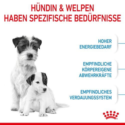 Royal Canin MINI Starter Trockenfutter für tragende Hündin und Welpen kleiner Rassen von der 3. - 8. Woche Bedürfnisse