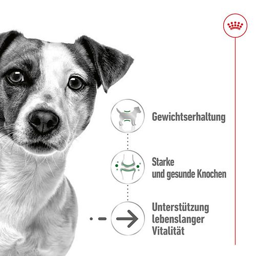 Royal Canin MINI AGEING 12+ - Nassfutter HUND Vorteile