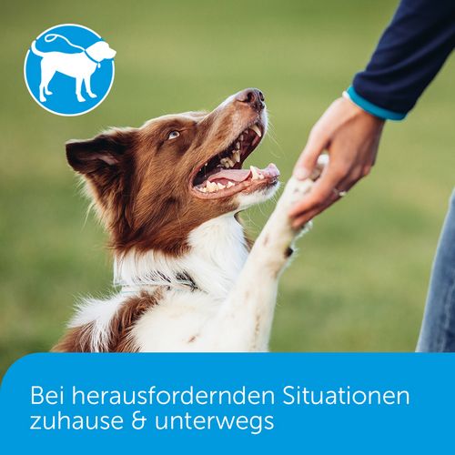 ADAPTIL® Calm Halsband - Anti Stress Erziehungshalsband für kleine Hunde