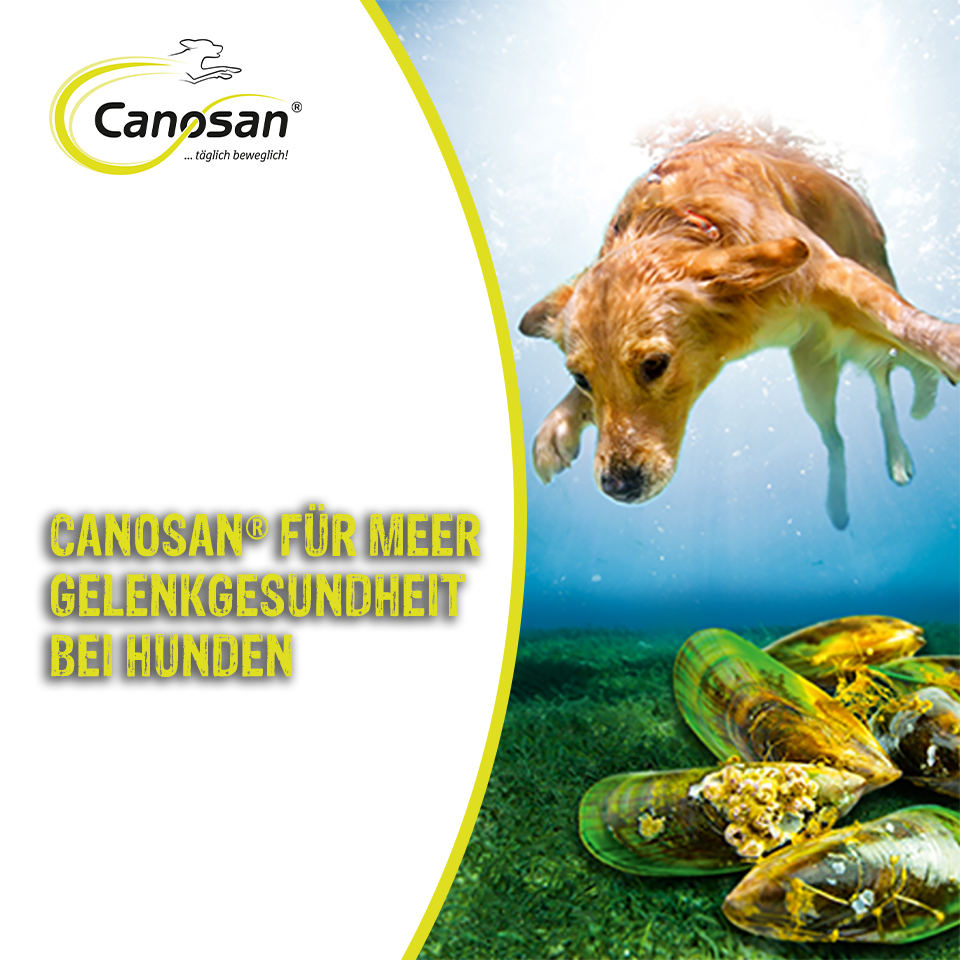 Canosan für Meer Gelenkgesundheit bei Hunden Canosan für Meer Gelenkgesundheit bei Hunden