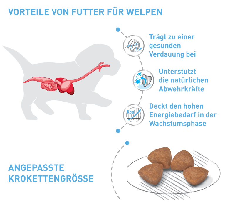 Vorteile von Futter für Welpen Vorteile von Futter für Welpen