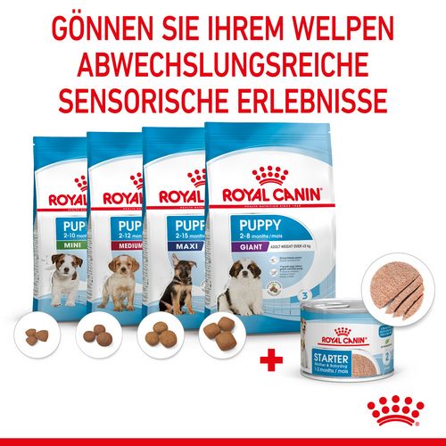 Royal Canin Starter Mousse Mother & Babydog Welpenfutter nass für tragende Hündinnen und Welpen kleiner Rassen von der 2. - 8. Woche 12 x 195 g