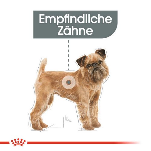 kleiner Hund mit empfindlichen Zähnen
