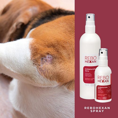 reboVet - ReboHexan - ANTIBAKTERIELLES SPRAY - 250 ml