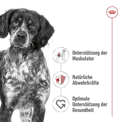 Royal Canin MEDIUM ADULT - Nassfutter für ausgewachsene mittelgroße Hunde - 12 x 410 g