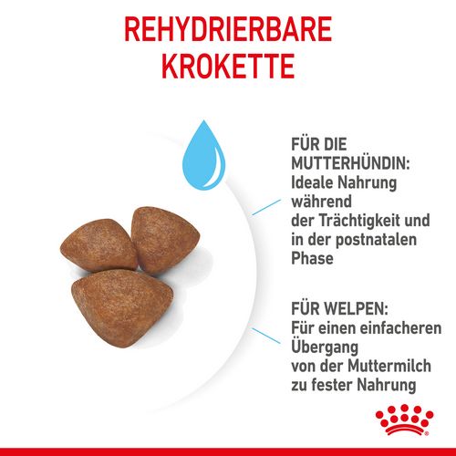 Royal Canin MINI Starter Trockenfutter für tragende Hündin und Welpen kleiner Rassen von der 3. - 8. Woche Kroketten