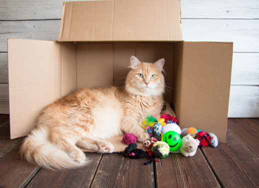 Katzenbedarf Katzenbedarf