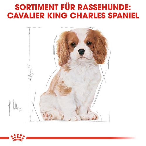 Royal Canin Cavalier King Charles Puppy
