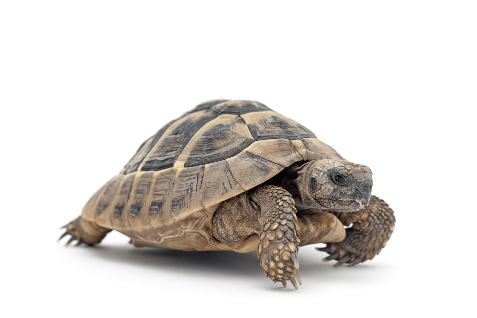 Landschildkröte Landschildkröte