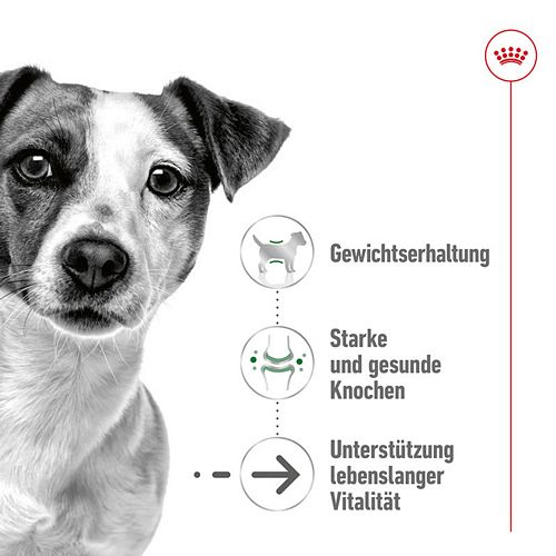Royal Canin MINI Ageing 12+ Trockenfutter für ältere kleine Hunde