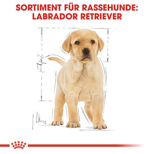 Royal Canin Labrador Retriever Puppy Welpenfutter trocken