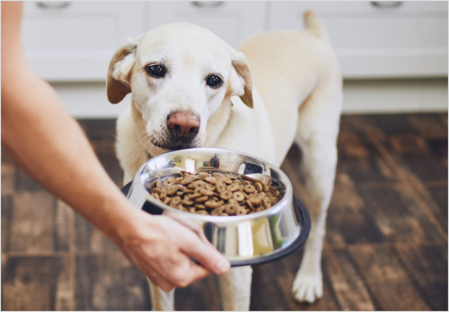 Hundefutter Hundefutter