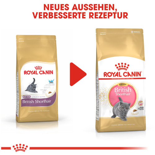 Royal Canin British Shorthair Kittenfutter trocken für Kätzchen