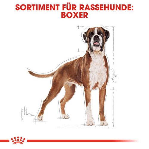 Royal Canin Boxer Adult Trockenfutter für Hunde