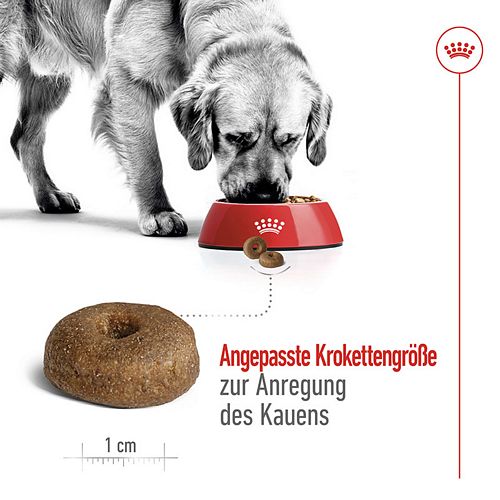 Royal Canin MAXI Ageing 8+ Trockenfutter für ältere große Hunde 3kg