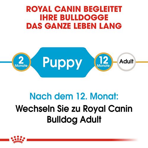 Royal Canin Bulldog Puppy Welpen Trockenfutter Leben