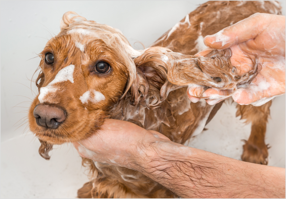 Hundegesundheit