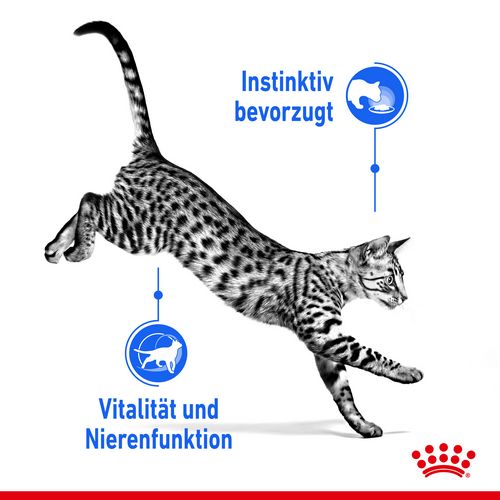 Royal Canin INDOOR 7+ Sterilised in Gelee Nassfutter für Wohnungskatzen ab 7 Jahren