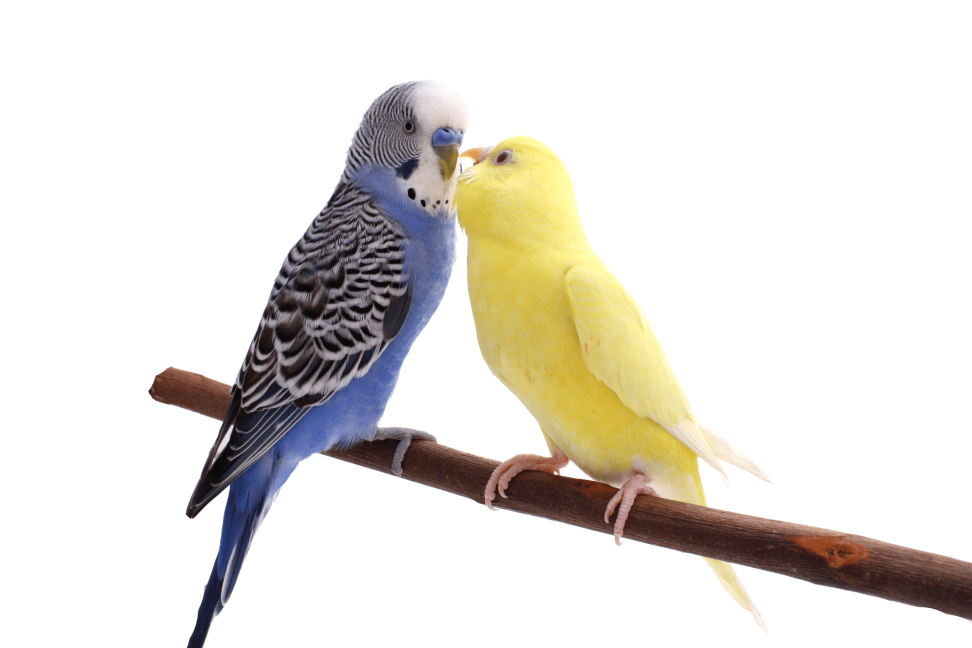 Vogelgesundheit Vogelgesundheit