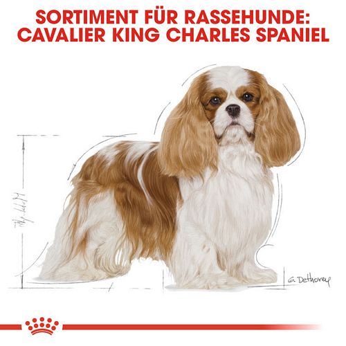 Royal Canin Cavalier King Charles Adult Hundefutter trocken