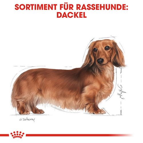 Royal Canin Dachshund Adult Trockenfutter für Dackel