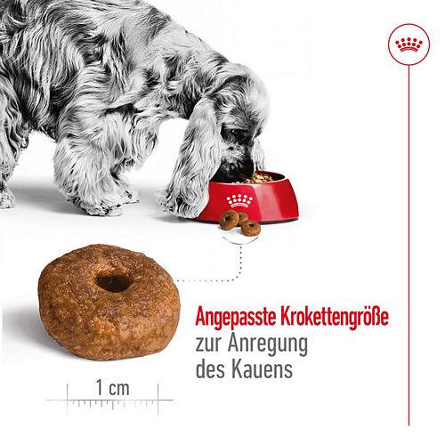 Royal Canin MEDIUM Ageing 10+ Trockenfutter für ältere mittelgroße Hunde 3kg