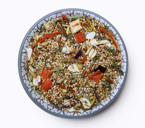 Bunny - ZwerghamsterTraum EXPERT