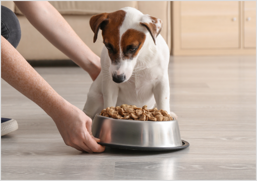 Diätfutter Hund Diätfutter Hund