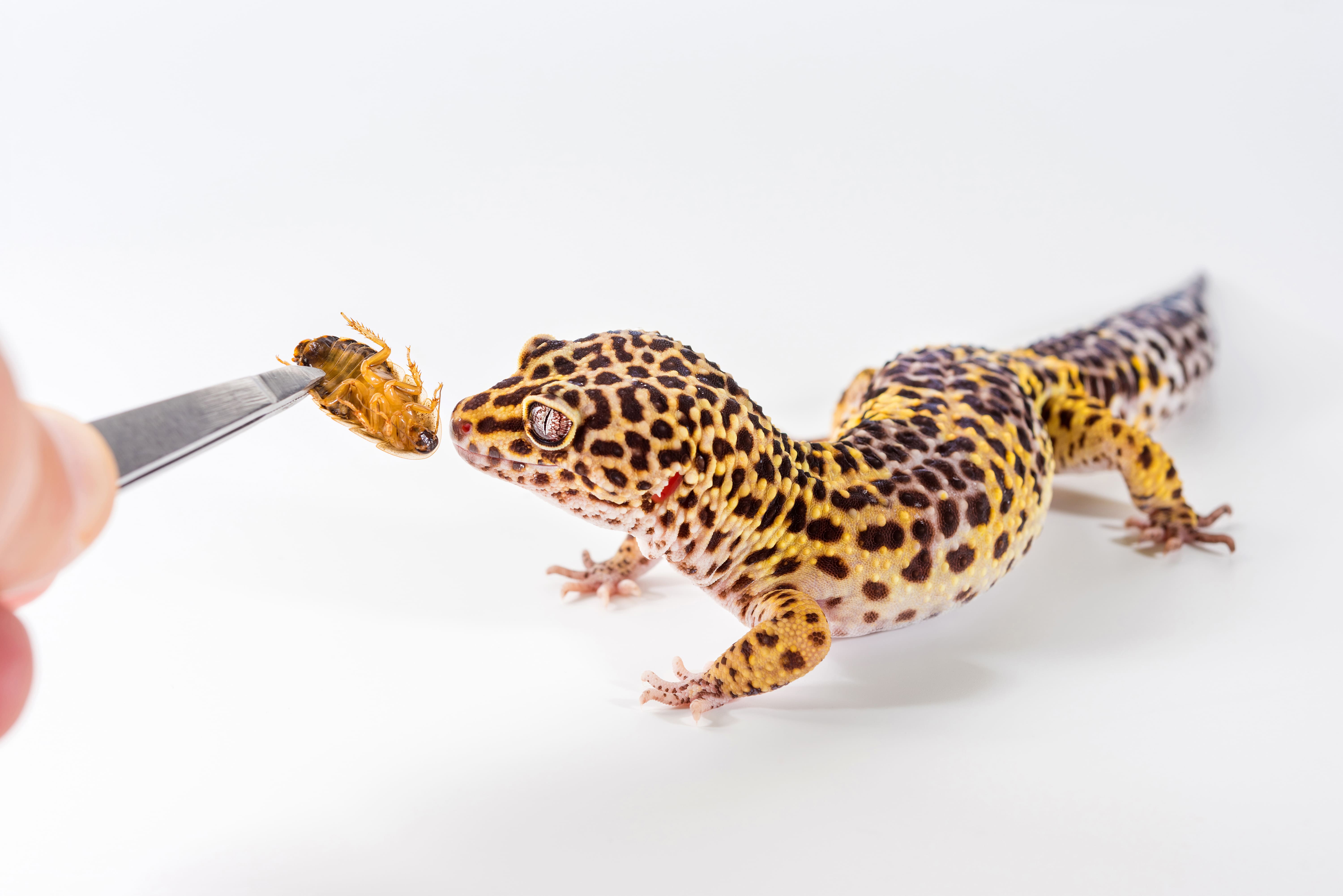 Alleinfuttermittel für Reptilien Alleinfuttermittel für Reptilien