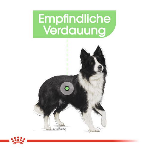 Royal Canin DIGESTIVE CARE MEDIUM Trockenfutter für mittelgroße Hunde mit empfindlicher Verdauung