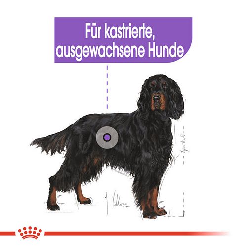 kastrierte große Hunde