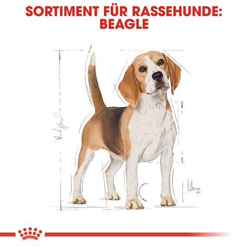 Royal Canin Beagle Adult Hundefutter trocken