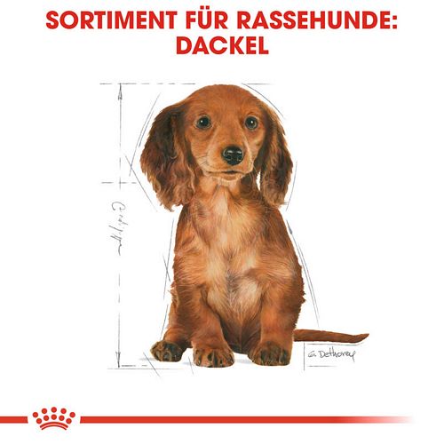 Royal Canin Dachshund Puppy Welpenfutter trocken für Dackel