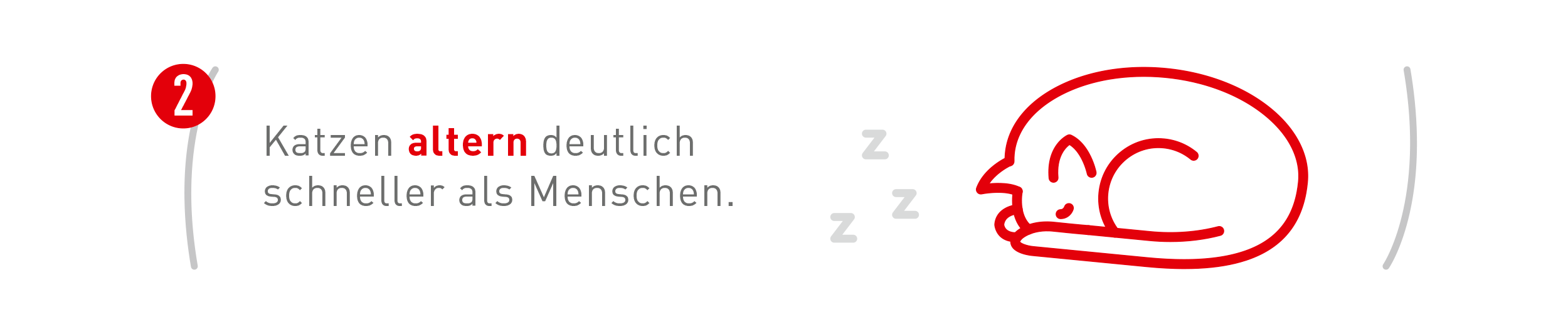Katzen altern