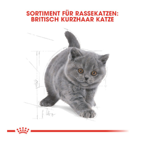 Royal Canin British Shorthair Kittenfutter trocken für Kätzchen