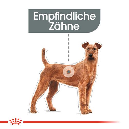 Royal Canin DENTAL CARE MEDIUM Trockenfutter für mittelgroße Hunde mit empfindlichen Zähnen