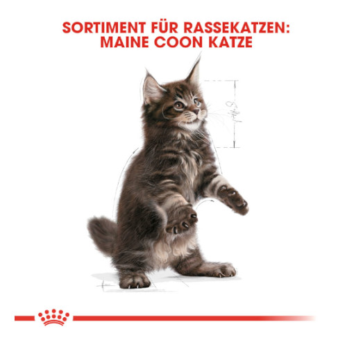 Royal Canin Maine Coon Trockenfutter für Kätzchen