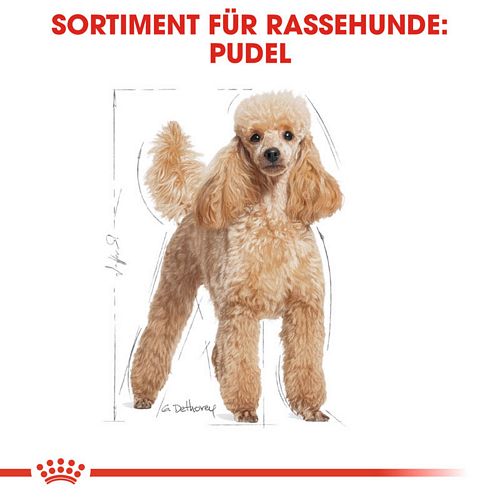 Royal Canin Poodle Adult in Soße Hundefutter nass für Pudel