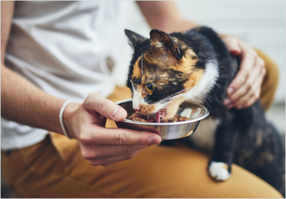 Katzenfutter Katzenfutter