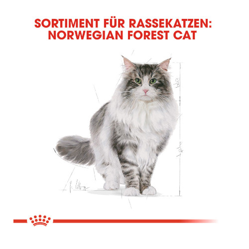 Royal Canin Norwegian Forest Cat Adult Trockenfutter für Norwegische Waldkatzen