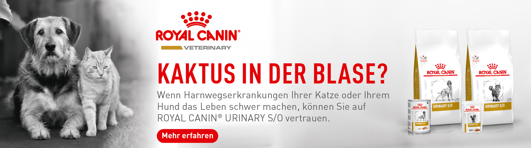 Royal Canin - Kaktus in der Blase? (2)