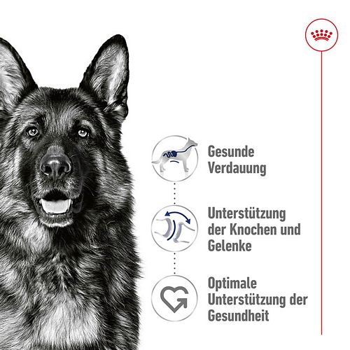 Royal Canin MAXI ADULT - Nassfutter für ausgewachsene große Hunde - 12 x 410 g